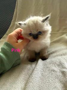 Beautiful Himalayan Kittens - Photo 3
