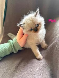 Beautiful Himalayan Kittens - Photo 4