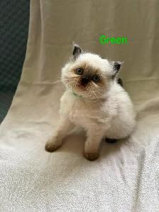 Beautiful Himalayan Kittens - Photo 5