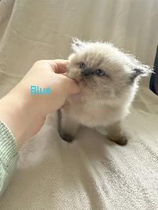 Beautiful Himalayan Kittens - Photo 6
