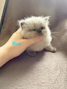 Beautiful Himalayan Kittens - Photo 7