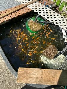 KOI FOR SALE - Photo 5