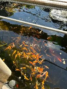 KOI FOR SALE - Photo 6