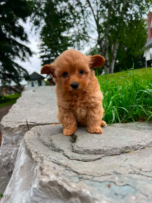 pomeranian/ poodle