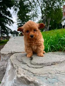 pomeranian/ poodle