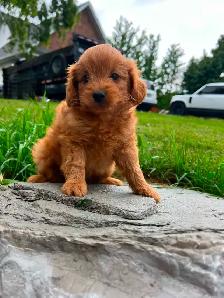 pomeranian/ poodle - Photo 2
