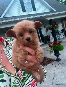 pomeranian/ poodle - Photo 3