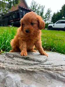 pomeranian/ poodle - Photo 4