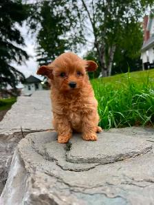 pomeranian/ poodle - Photo 5