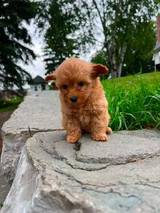 pomeranian/ poodle - Photo 6