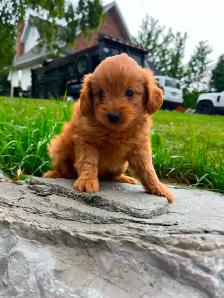 pomeranian/ poodle - Photo 7