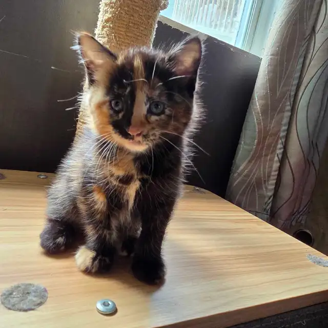 petite chatte super jolie 2 mois 1/2