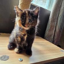 petite chatte super jolie 2 mois 1/2