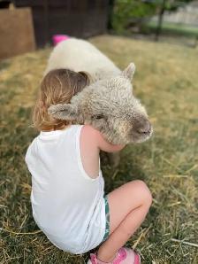 Babydoll Registered Ewe lambs and wethers Central Alberta
