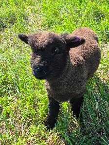 Babydoll Registered Ewe lambs and wethers Central Alberta - Photo 2