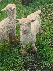 Babydoll Registered Ewe lambs and wethers Central Alberta - Photo 3