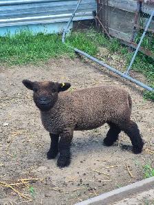 Babydoll Registered Ewe lambs and wethers Central Alberta - Photo 4