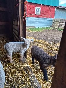 Babydoll Registered Ewe lambs and wethers Central Alberta - Photo 5
