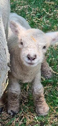 Babydoll Registered Ewe lambs and wethers Central Alberta - Photo 6