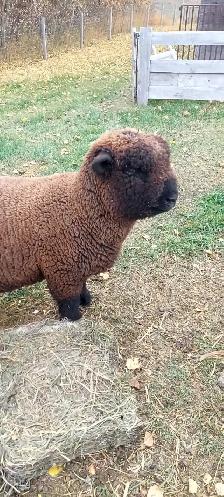 Babydoll Registered Ewe lambs and wethers Central Alberta - Photo 7