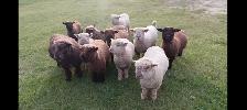 Babydoll Registered Ewe lambs and wethers Central Alberta - Photo 8