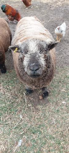 Babydoll Registered Ewe lambs and wethers Central Alberta - Photo 9