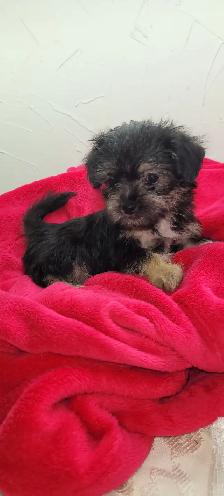 Puppies For Sale