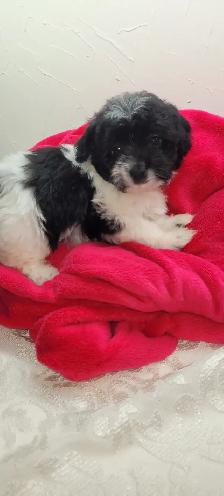 Puppies For Sale - Photo 3