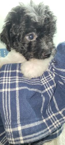 Puppies For Sale - Photo 4
