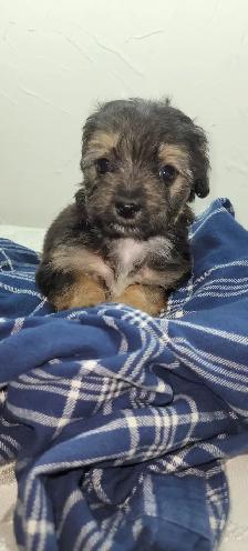 Puppies For Sale - Photo 7