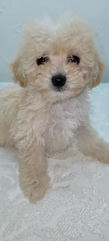 Puppies For Sale - Photo 8