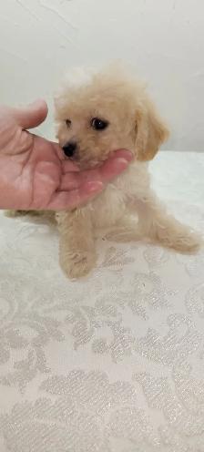 Puppies For Sale - Photo 9