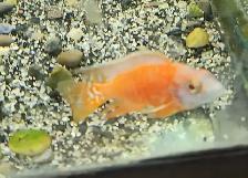 albino german red peacock males 2.5' - Photo 2