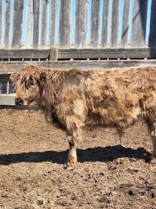 Yearling Highland Steer for Sale
