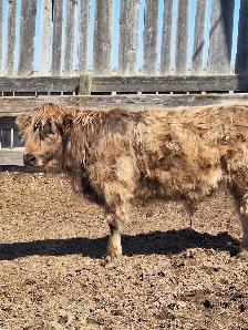 Yearling Highland Steer for Sale