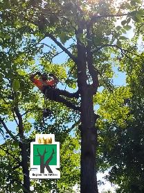 KINGDOM TREE SERVICES - FREE ESTIMATE - 905-301-2633