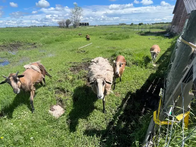 Sheep for Sale