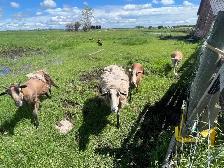 Sheep for Sale
