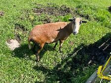 Sheep for Sale - Photo 3