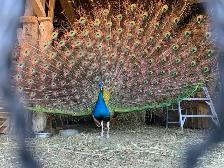 Mature male peacock - Photo 2