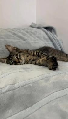 Siberian male kitten - Photo 3