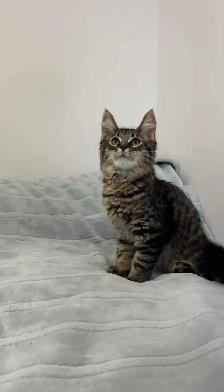 Siberian male kitten - Photo 4