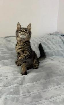 Siberian male kitten - Photo 6