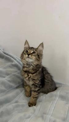Siberian male kitten - Photo 7