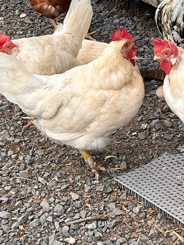 Hens older layers