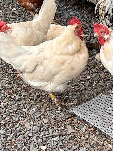 Hens older layers