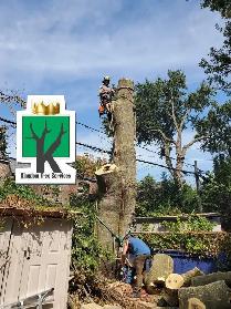 TREE REMOVAL ★ FREE ESTIMATE ★ (905)301-2633