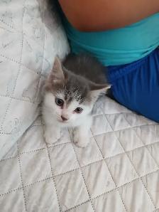 Chaton a donner