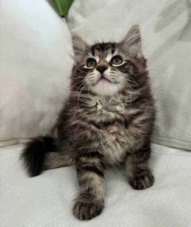 Chaton Sibérien Hypoallergene