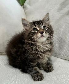 Chaton Sibérien Hypoallergene - Photo 2